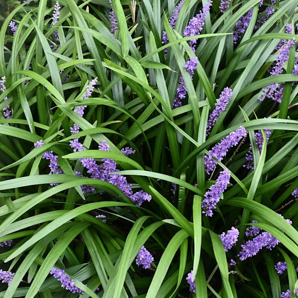 Liriope muscari 'Big blue'