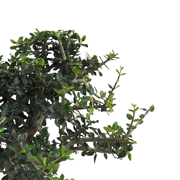 Bonsai Olivo silvestre (Olea oleaster)