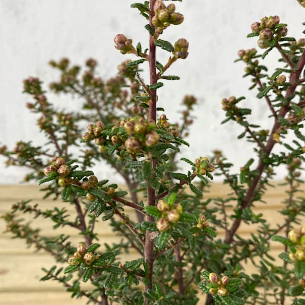 Ceanothus puget blue