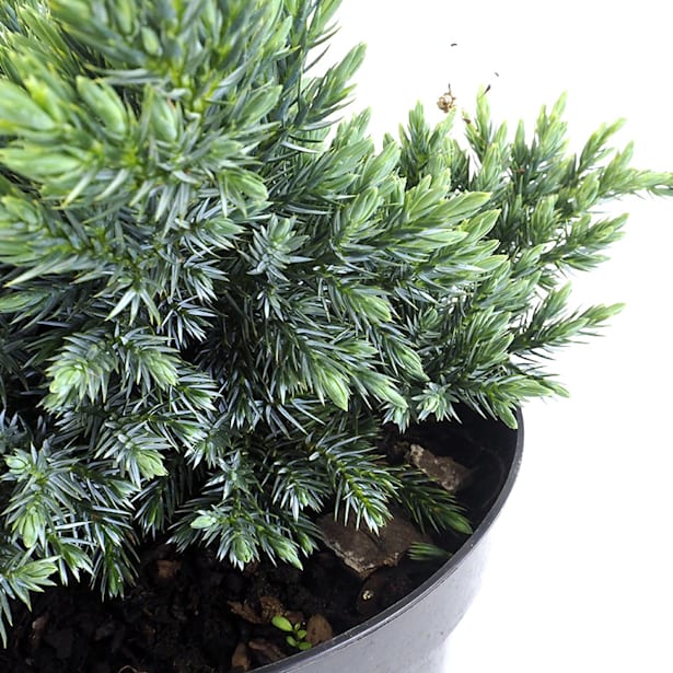 Juniperus blue star