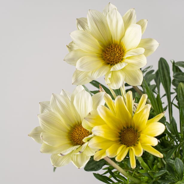 Gazania