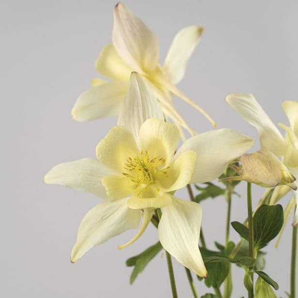 Aquilegia caerulea