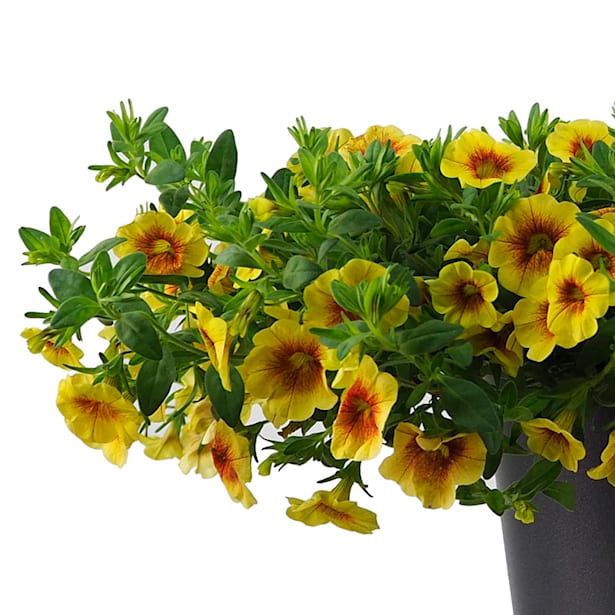 Calibrachoa