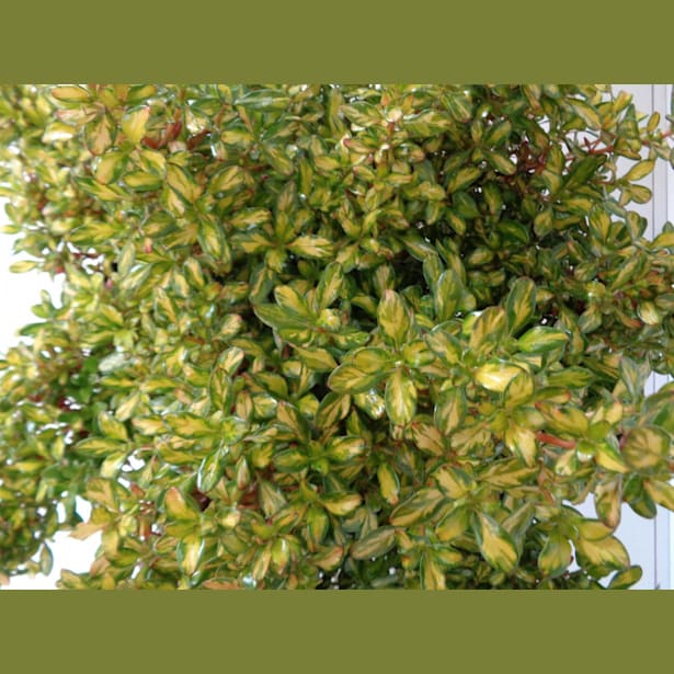 Coprosma lemon and lime