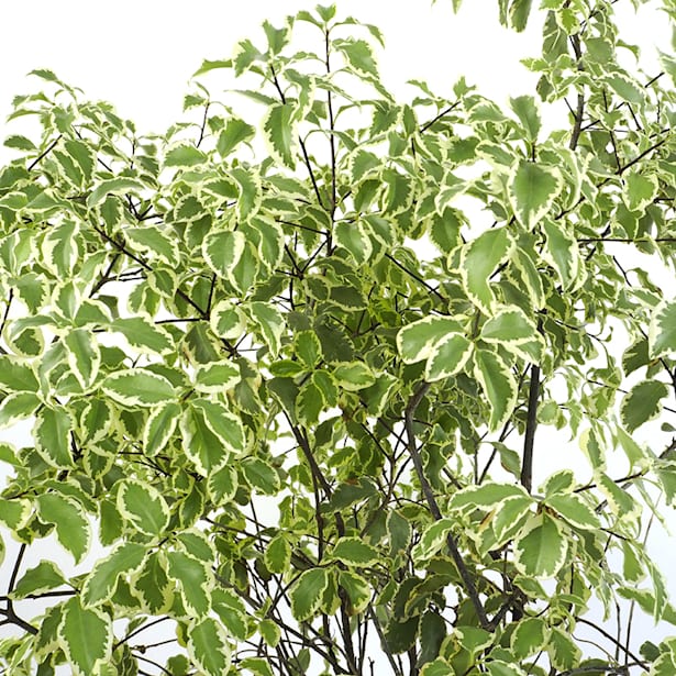 Pittosporum tenuifolium variegata