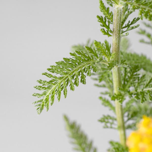 Achillea millefolium