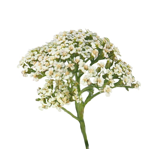 Achillea millefolium