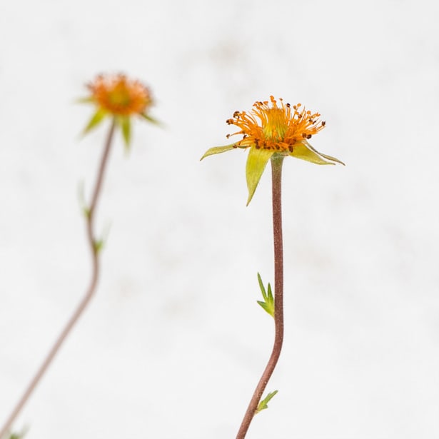 Hierba de san benito (geum coccineum)