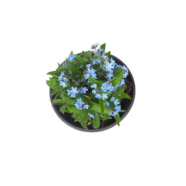 Myosotis sylvatica