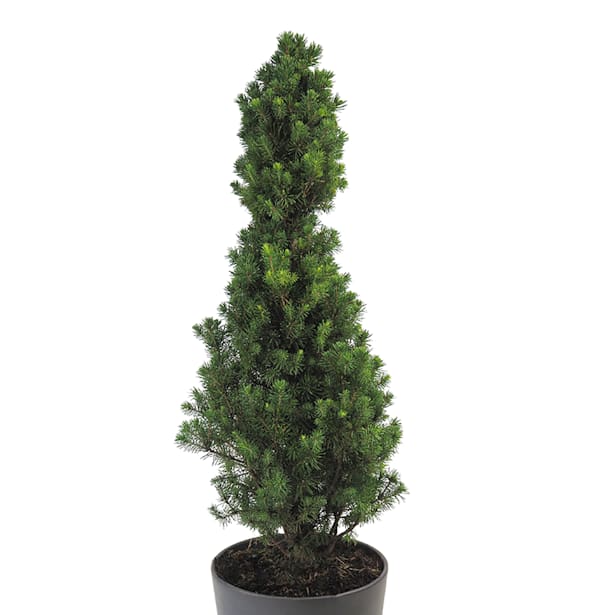 Picea glauca cónica