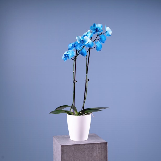 Orquídea Premium Phalaenopsis 'Royal Blue'