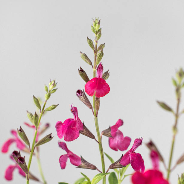 Salvia vivaz (especies variadas)