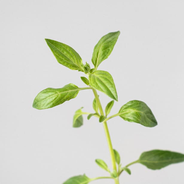 Salvia vivaz (especies variadas)