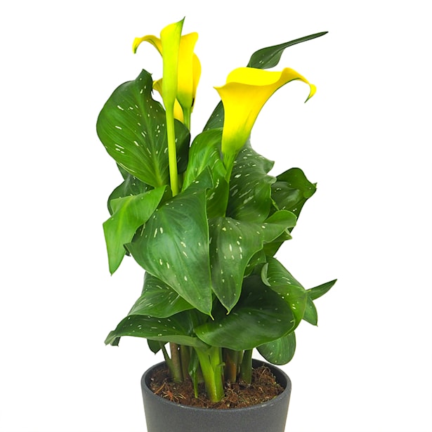 Cala en Varios Colores (Zantedeschia aethiopica)