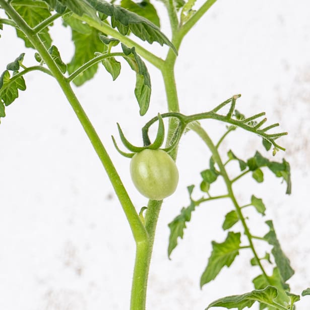 Tomate injertado Berry Confetto - Planta de huerto