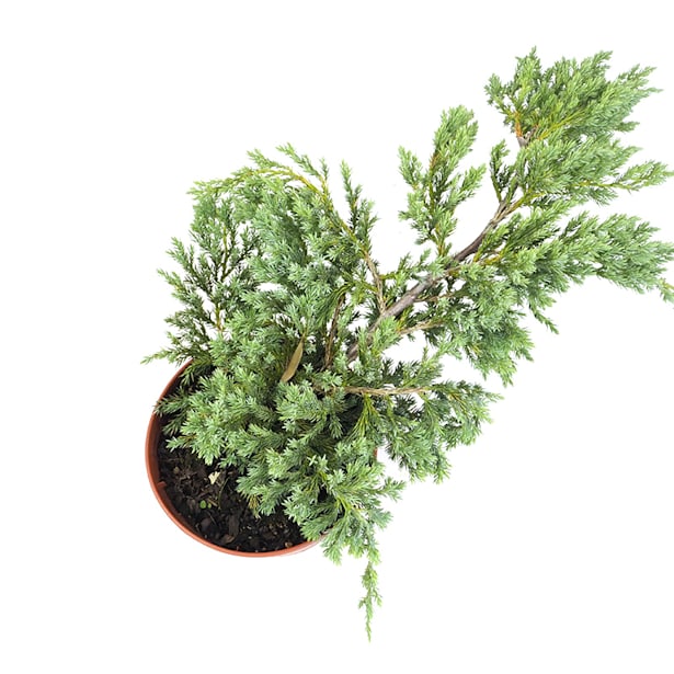 Juniperus squamata "blue carpet"