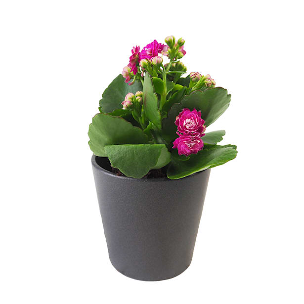 Kalanchoe 'Calandiva' mini