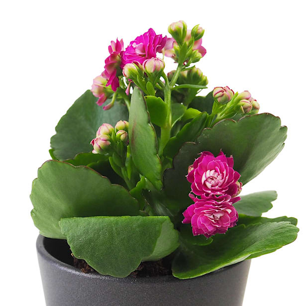 Kalanchoe 'Calandiva' mini