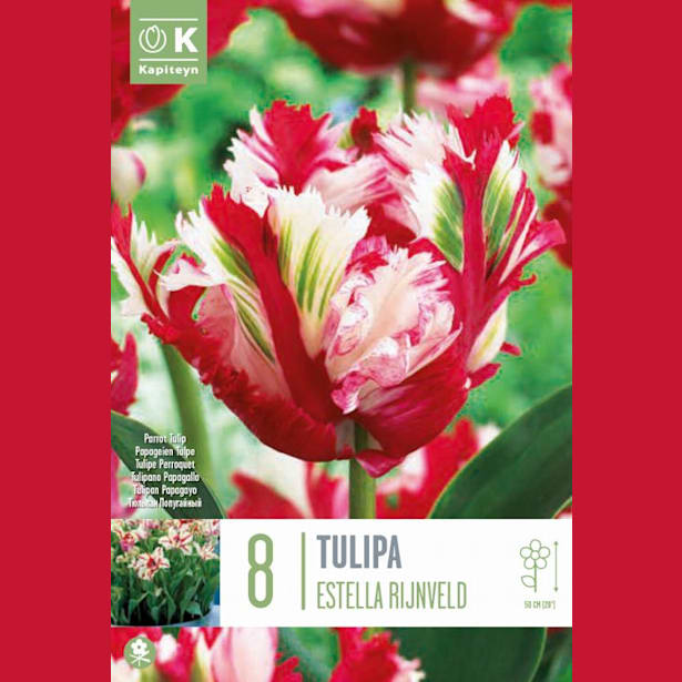 Bolsa 8 bulbos tulipanes parrot estella rijnveld