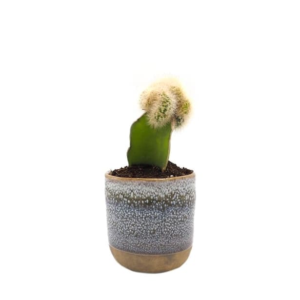 Cactus injerto (variado)