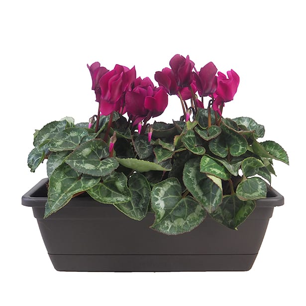 Cyclamen mini (varios colores)