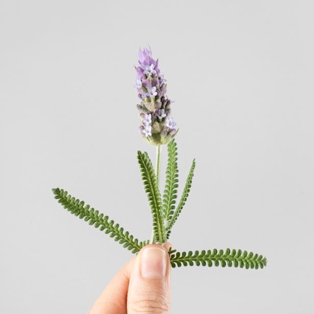 Lavanda Dentata - Planta aromática