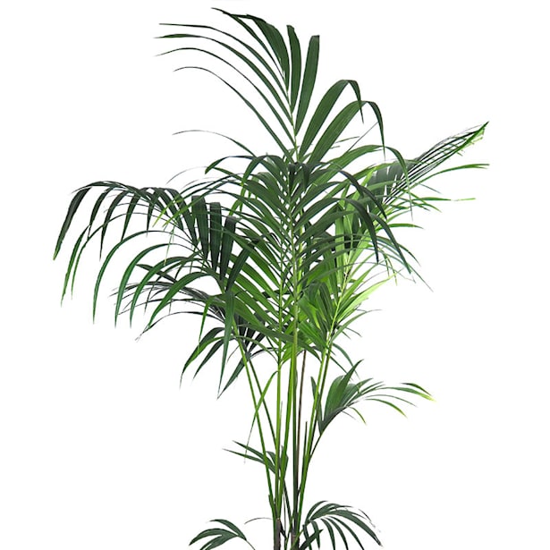 Kentia (howea forsteriana)