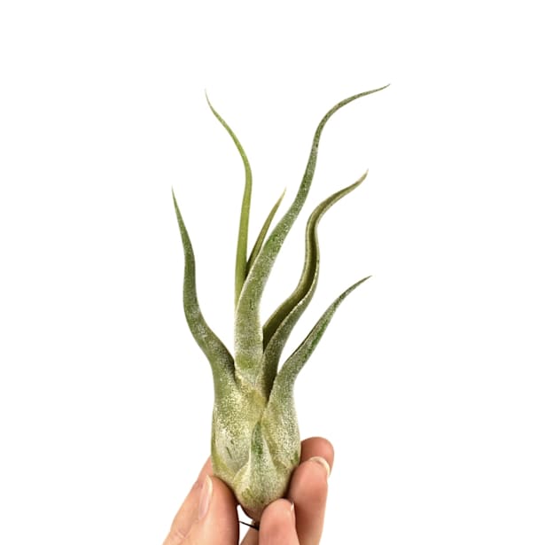 Tillandsia caput medusae