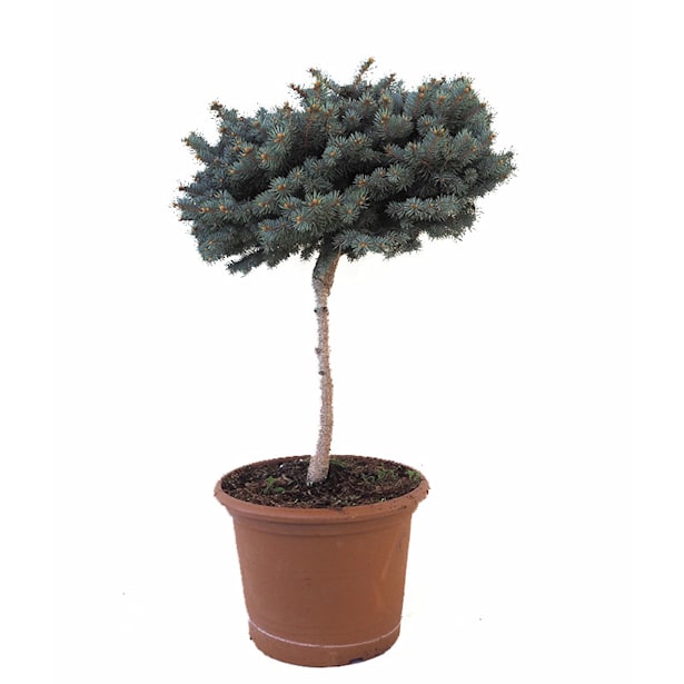 Picea pungens glauca globosa 32l cjv