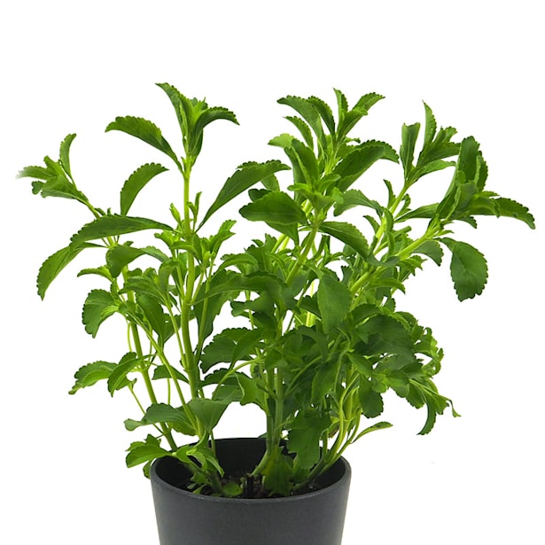 Stevia rebaudiana - Planta aromática