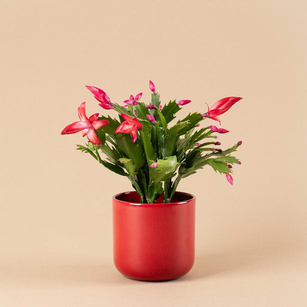 Cactus de navidad (Schlumbergera)