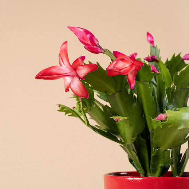 Cactus de navidad (Schlumbergera)