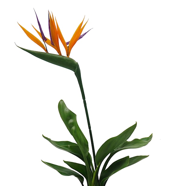 Strelitzia reginae (Ave del Paraíso)