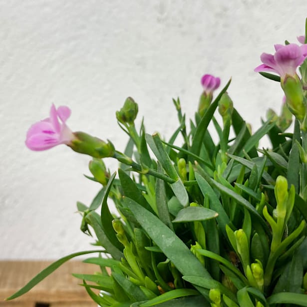 Clavel (dianthus pink kisses)