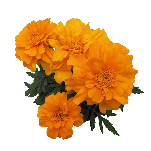 Tagetes patula (Clavel de moro)