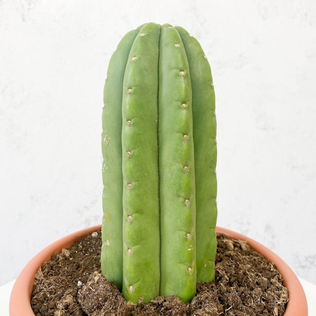 Cactus san pedro (trichocereus pachanoi)