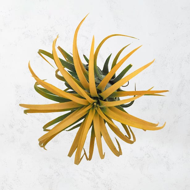 Tillandsia (especies variadas)