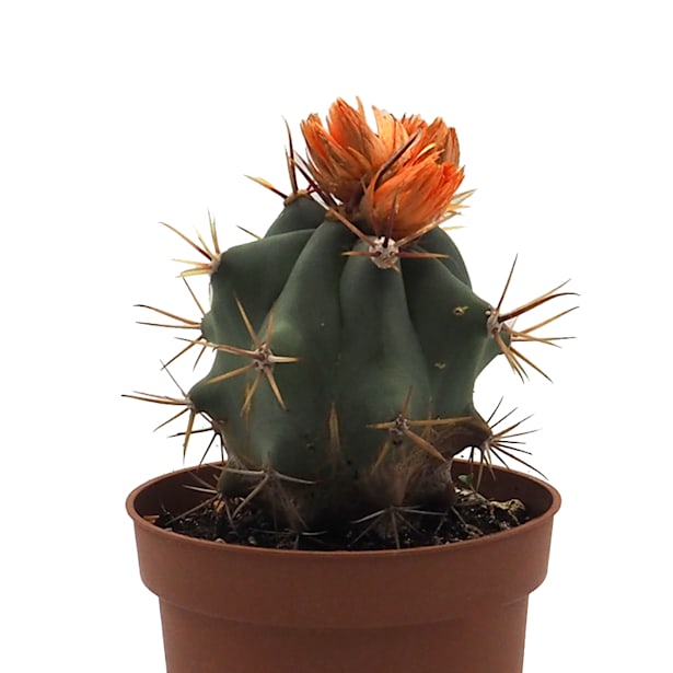 Cactus flor (variado)