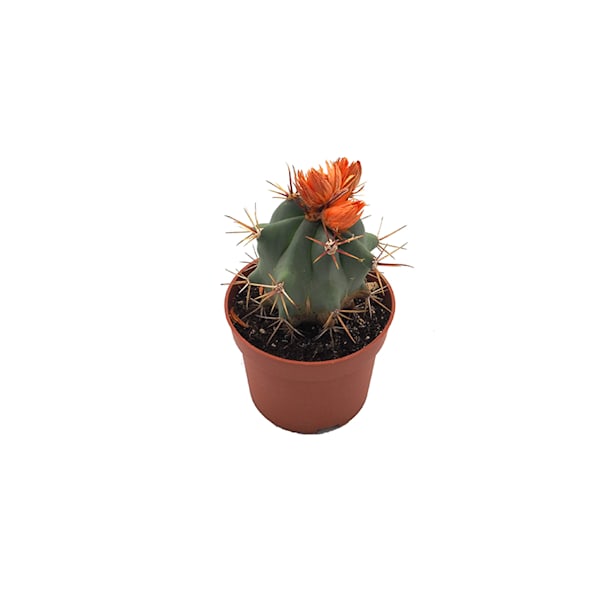 Cactus flor (variado)