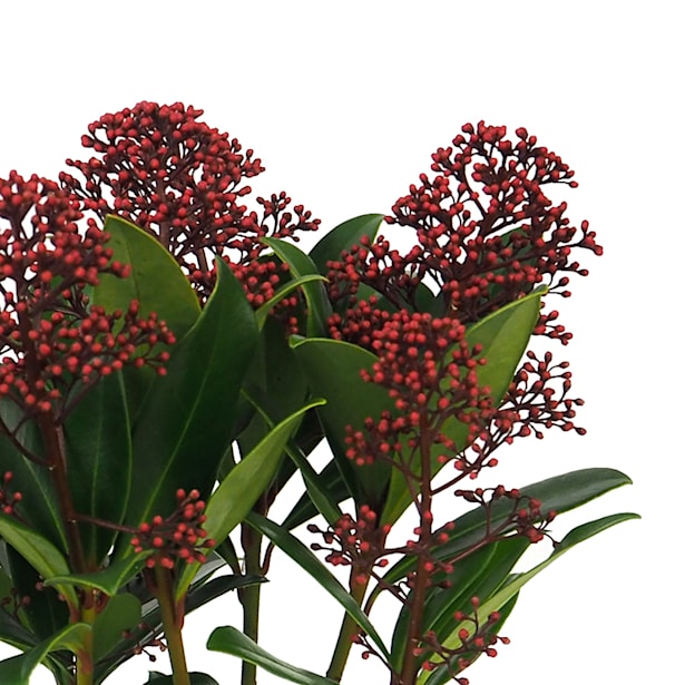 Skimmia japonica