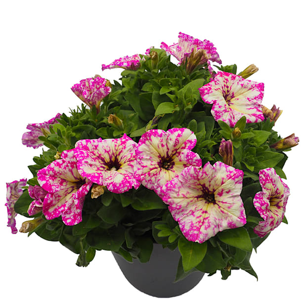 Surfinia (Petunia colgante)