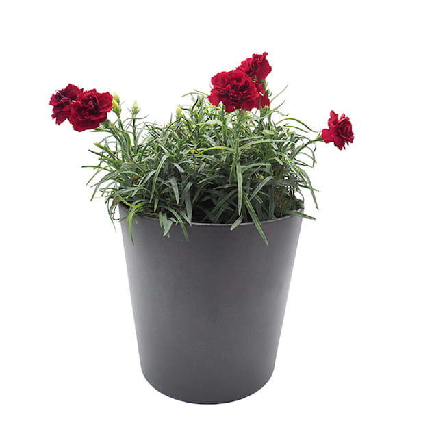 Clavel carnelia (dianthus carnelia)