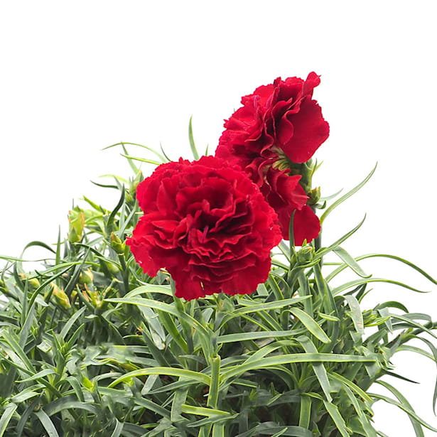 Clavel carnelia (dianthus carnelia)