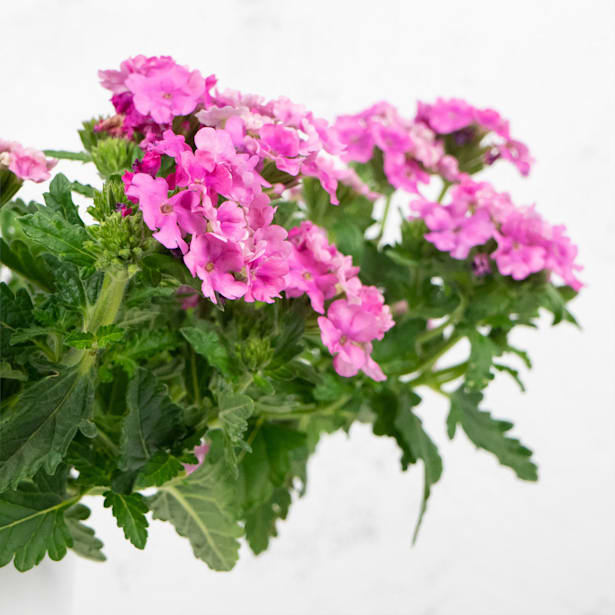 Verbena hybrida