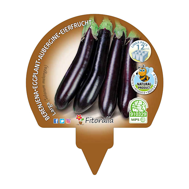 Berenjena negra larga - Pack de 6 plantas de huerto