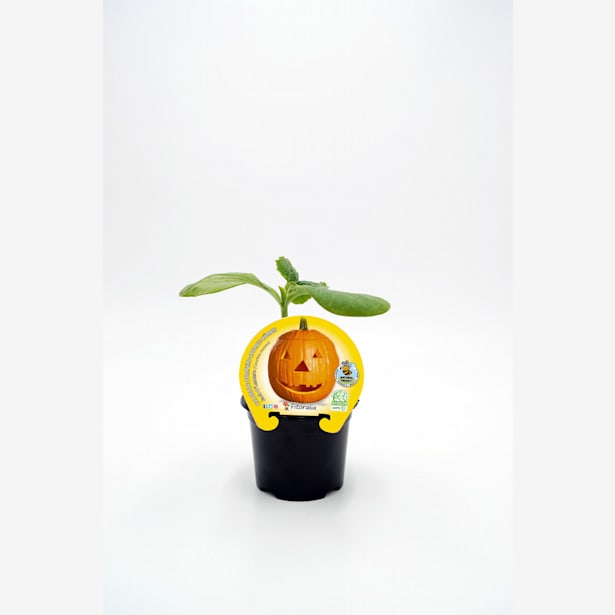 Calabaza Halloween - Planta de huerto