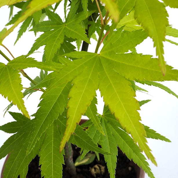 Acer palmatum orange dream