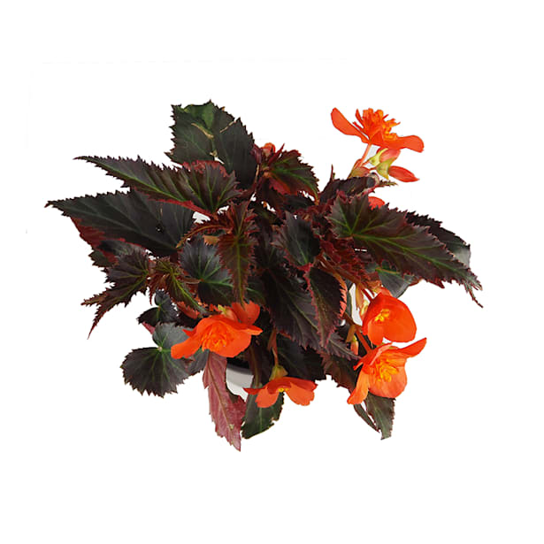 Begonia boliviensis unstoppable