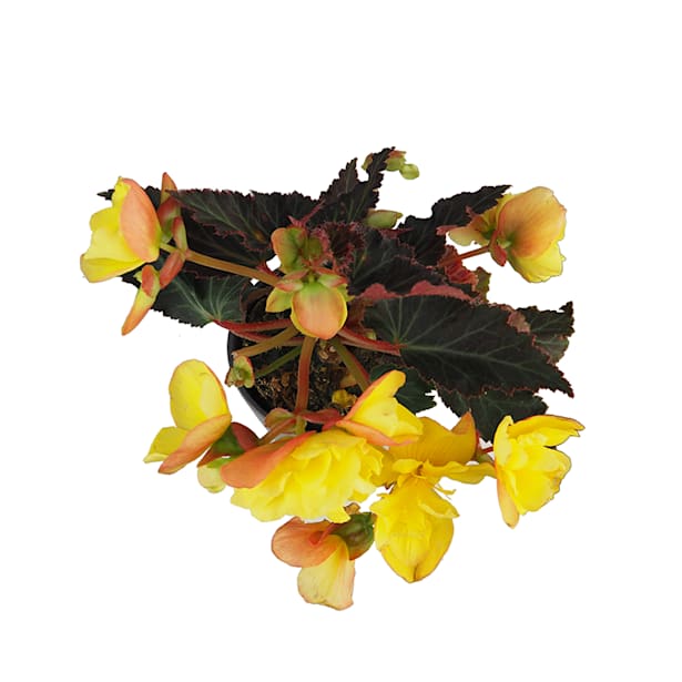 Begonia boliviensis unstoppable