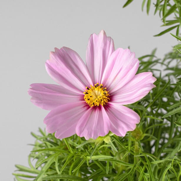 Cosmos bipinnatus (sonata series)